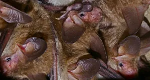 Gruppe Bechsteinfledermäuse