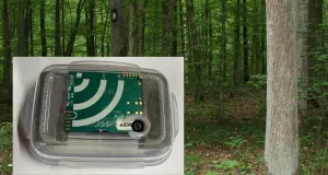 AudioMoth und Fledermauskasten im Wald (Würzburg)
