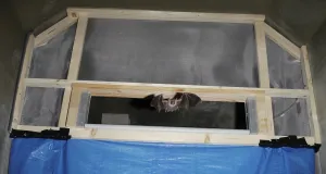 Großes Mausohr und Lichtschranke