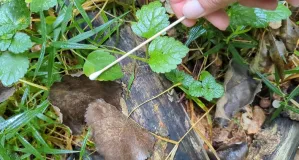 Blattabstriche in Eldena, Deutschland, zur Sammlung von Fledermaus-DNA auf Blättern