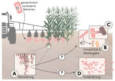 Grafische Darstellung: gentechnisch veränderte Bakterien werden auf einem Maisfeld in den Boden eingebracht und besiedeln die Wurzeln der Pflanzen. Die Stabilität, Weitergabe und Ausbreitung der gentechnisch veränderten Bakterien im Boden sind nicht bekannt