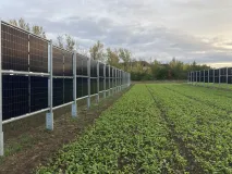 Abbildung zeigt eine Agri-PV-Anlage mit vertikalen, bifazialen Modulen in Ost-West-Ausrichtung
