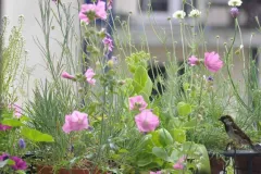 Balkon mit Wildblumen und Spatz