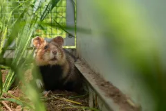 Feldhamster kurz nach Auswilderung im Schutzkäfig