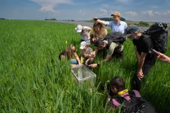 Feldhamsterwiederansiedlung in Aktion – WissenschaftlerInnen, Fotografinnen und Fotografen umstehen einen Wiederansiedlungskäfig in einem Haferfeld mit Blühstreifen im Hintergrund.