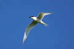 Eine einzelne Brandseeschwalbe fliegt am Himmel über der Hallig Norderoog, Schleswig-Holstein