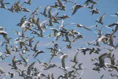 Brandseeschwalben fliegen am Himmel über der Hallig Norderoog, Schleswig-Holstein