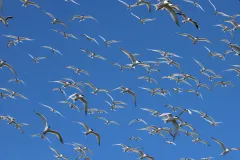 Brandseeschwalben fliegen am Himmel über der Hallig Norderoog, Schleswig-Holstein