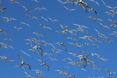 Brandseeschwalben fliegen am Himmel über der Hallig Norderoog, Schleswig-Holstein