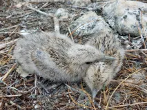 Brandseeschwalbenküken in der Brandseeschwalbenkolonie auf Minsener Oog, Niedersachsen 