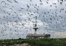 Brandseeschwalben fliegen über ihren Neststandorten auf der unbewohnten Insel „Minsener Oog“ in Niedersachsen