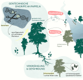Grafische Darstellung Gentechnisch veränderter Bäume – wie eine gentechnisch veränderte Pappel natürliche Pappelbestände gefährden und verdrängen könnte