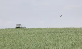 Eine männliche Wiesenweihe in ihrem heutigen Sekundärhabitat.