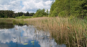 Lebensraum der Großen Moosjungfer