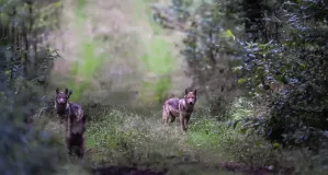 Drei Wolfswelpen im letzten Tageslicht auf einem Feldweg. Zwei der Wolfswelpen blicken in die Kamera, ein dritter Welpe rennt auf den Betrachter zu. 