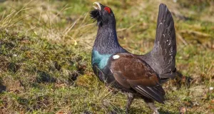 Balzender Auerhahn mit auffällig nach oben gerecktem Kopf und aufgerichteten Schwanzfedern.