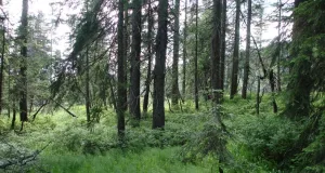 Lückiger Nadelwald mit Krautschicht.