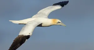 Fliegender Basstölpel