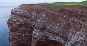 Fliegende und auf einer Klippe sitzende Basstölpel.
