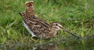 Bekassine am Ufer einer Wasserfläche.
