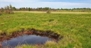 Offenes Feuchtgebiet mit einer Wasserfläche.