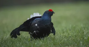 Männliches Birkhuhn auf einer Grünfläche.