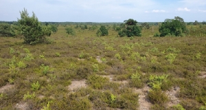 Halboffene Heidelandschaft in der Lüneburger Heide.