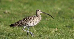Brachvogel im Grünland.