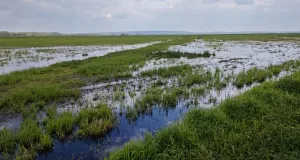 Weitläufiges Feuchtgrünland mit Wasserflächen.