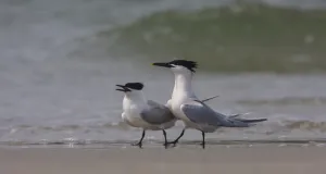 Zwei Brandseeschwalben an der Küste.