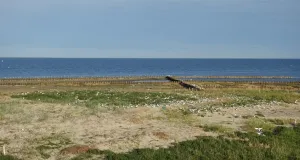 Brandseeschwalbenkolonie an der Küste der Hallig Norderoog.