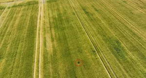 Brut der Rohrweihe in einem Gerstenfeld
