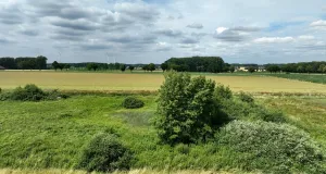 Bruthabitat der Rohrweihe in einem Feuchtbiotop