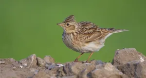 Männliche Feldlerche mit aufgestellter Federhaube.