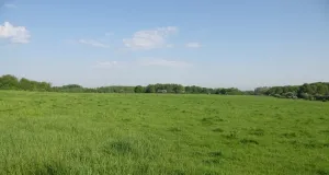 Offenes, kurzrasiges Grünland mit Gehölzbeständen im Hintergrund.