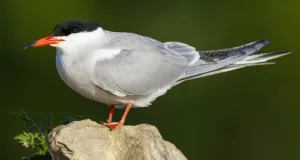 Auf einem Stein sitzende Flussseeschwalbe.