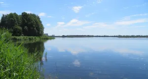 Weitläufige Teichlandschaft mit Ufervegetation.