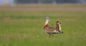 Männliche Großtrappe im Grünland.