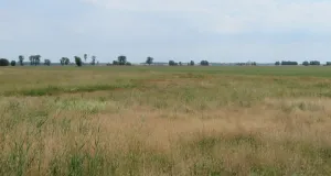 Offene Niederungslandschaft mit einzelnen Gehölzgruppen im Hintergrund.