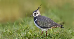Kiebitz im Grünland.