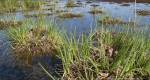 Moorlandschaft mit bewachsenen Bodenerhebungen (Bulten) und darin verstecktem Nest.