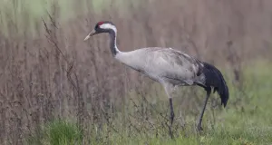 Kranich bei der Nahrungssuche im Grünland.