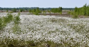 Moorgebiet mit Wollgräsern und vereinzelten Gehölzen.