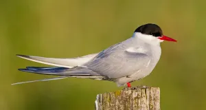 Auf einem Holzpfahl sitzende Küstenseeschwalbe.