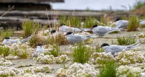 Mehrere Küstenseeschwalben zwischen lückiger und kurzer Vegetation auf einer Sandfläche.