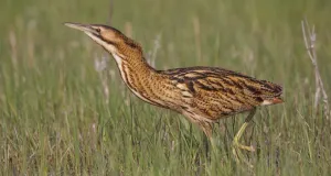Rohrdommel im Grünland.
