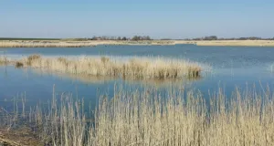Ausgedehnte Röhrichtbestände an einem großen Gewässer.