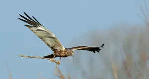 Rohrweihen-Männchen mit Nistmaterial