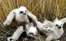 Rohrweihenjunge im Nest