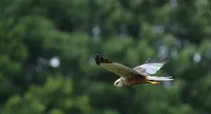 Rohrweihenmännchen mit Beute